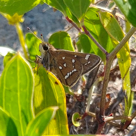 Crystal Skipper butterfly.