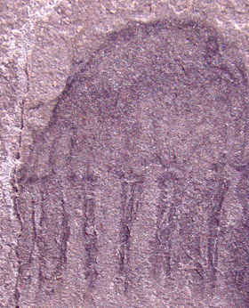 Imprimación en roca del fósil de una medusa. Se pueden ver los tentáculos y la campana