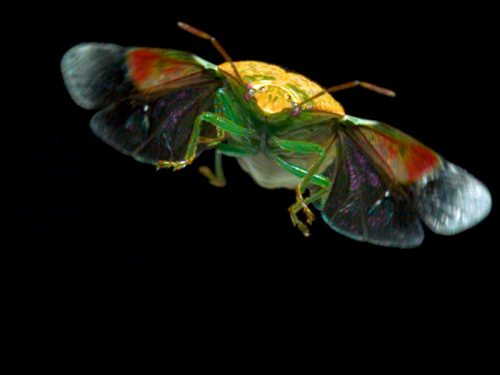 Extraordinary Portraits of Insects in Flight