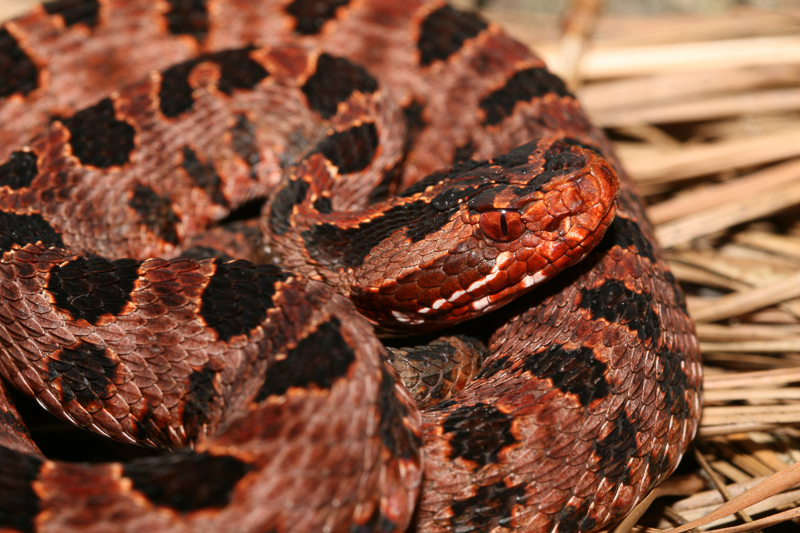 Pigmy Rattlesnake closeup