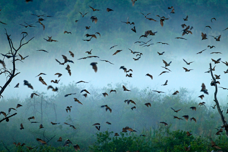 A colony of bats flying