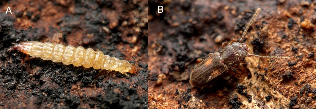 Larval stage of Laemophloeus biguttatus on the left; adult stage on the right. Photos: Matt Bertone.