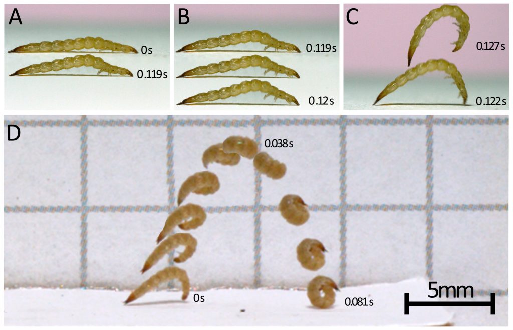 Laemophloeus biguttatus larvae at various stages of their jump (top three images); motion-capture of a jump (bottom image).