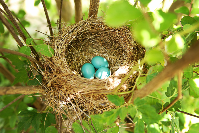 Robin nest with three blue eggs