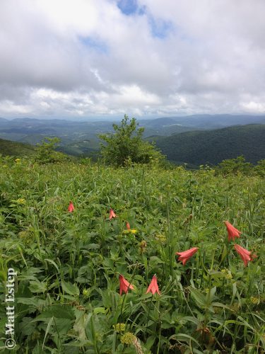 Winter wonderland – Rich Mountain Bald (within the Tater Hill Plant Preserve). Photo: Matt C. Estep.