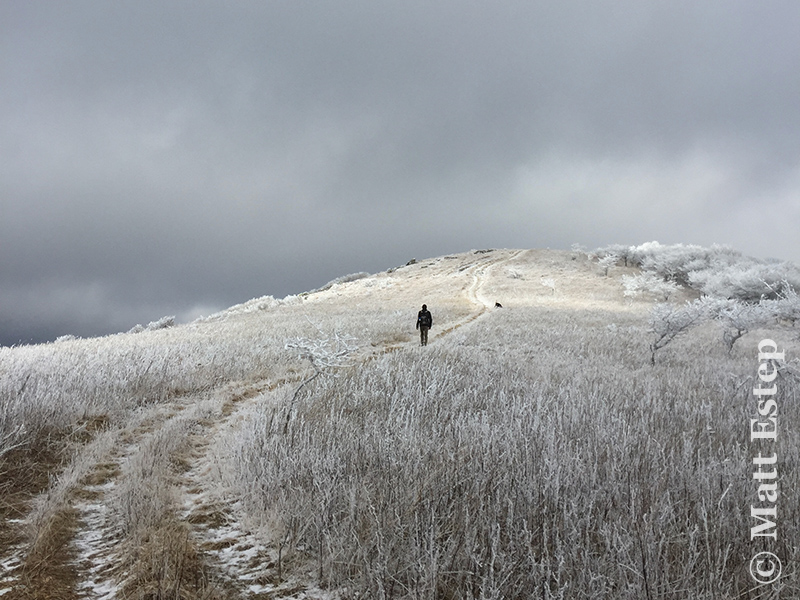 Winter wonderland – Rich Mountain Bald (within the Tater Hill Plant Preserve). Photo: Matt C. Estep.