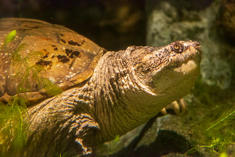 State record snapping turtle in 2015. Photo: Karen Swain/NCMNS.