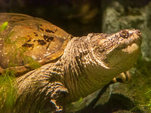 In memoriam: State record snapping turtle, longtime Museum resident, passes