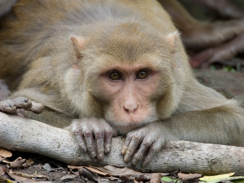 Rhesus Macaque. Copyright Lauren Brent