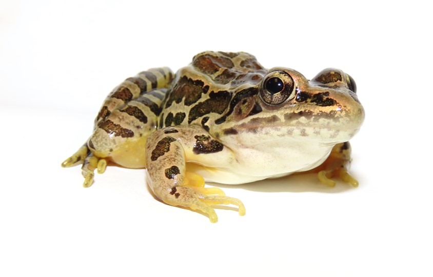 Pickerel Frog. Photo: Jeff Beane.