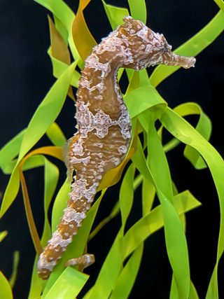 Adult Lined Seahorse. Photo: Leanne Pietraniec, Curator of Fish and Invertebrates, NCMNS