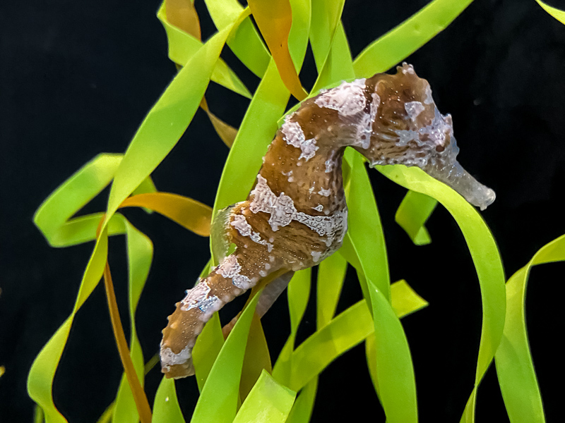 Lined Seahorse adult
