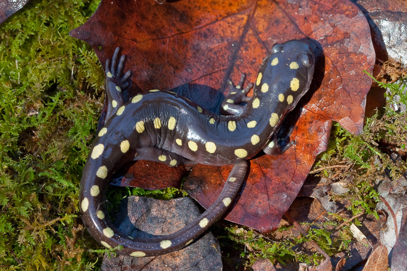 Spotted Salamander on a leaf and moss