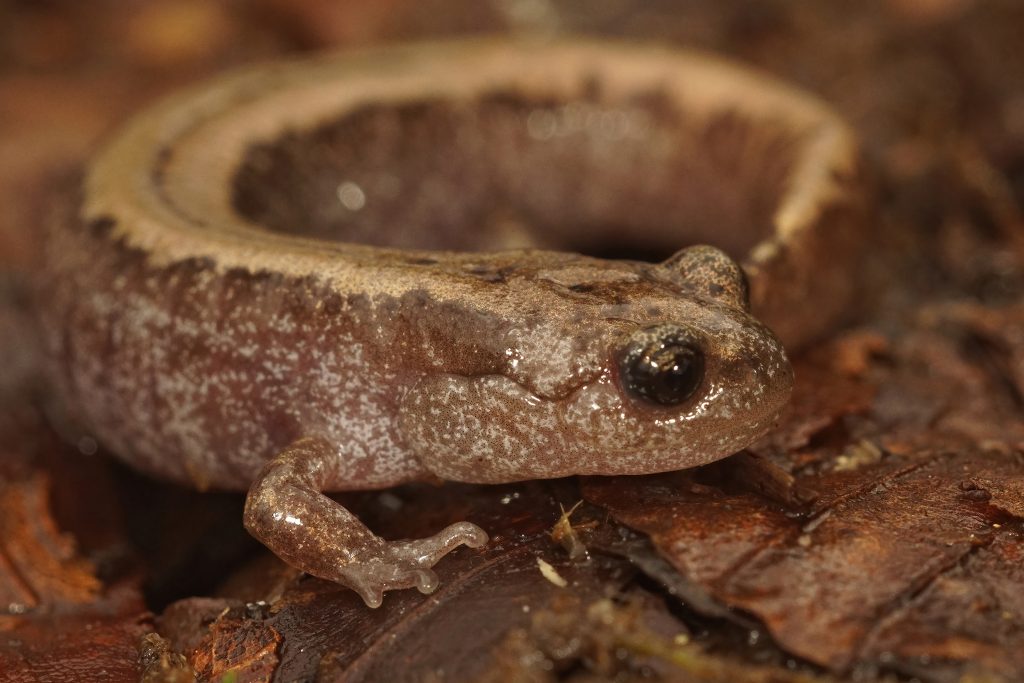 The Siberian Salamander, which is able to survive extreme winter freezes.