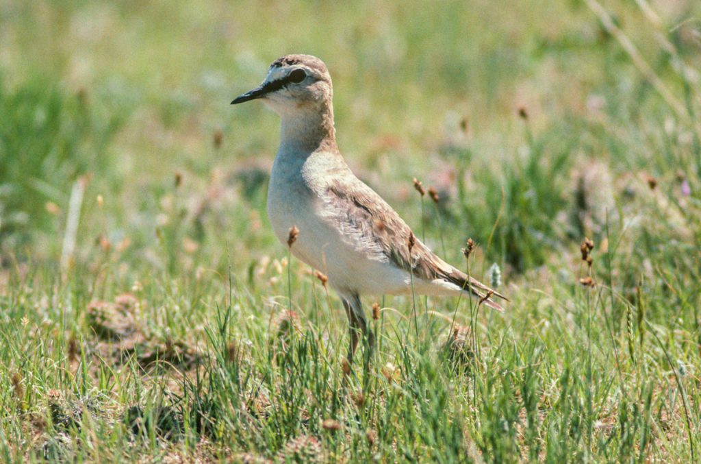 A space-based animal tracking project followed mountain plovers tagged in Colorado. Photo: Nigel Bean/Minden Pictures.