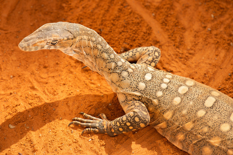 Perentie, one of the largest and fastest living reptiles.