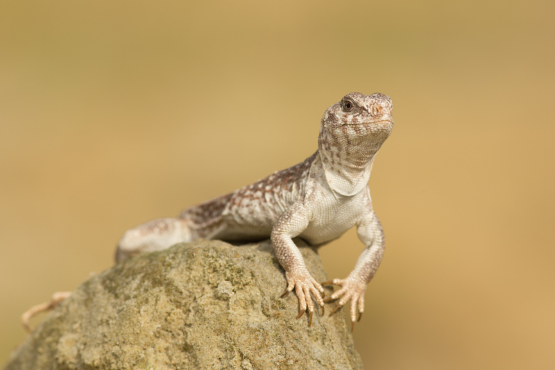 Desert Iguanas are one of the most common lizards of the Sonoran and Mojave deserts of the southwestern United States and northwestern Mexico.