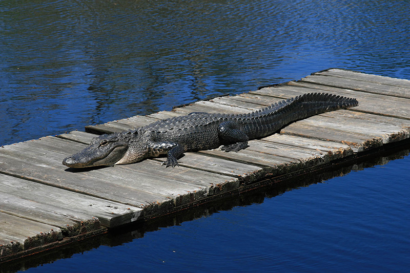Alligator on a boardwalk