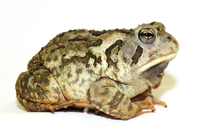 Fowler's Toad. Photo: Jeff Beane.