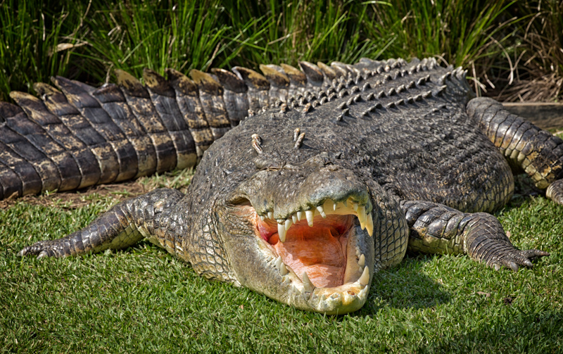 Huge Saltwater Crocodile shows its teeth.