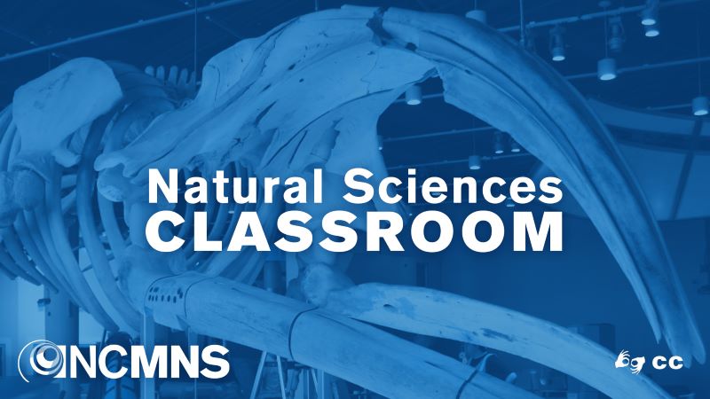 Natural Science Classroom whale head