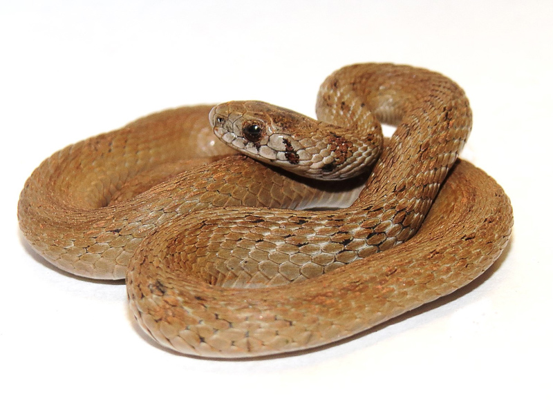 Little Brown Snake. Photo: Jeff Beane/NCMNS.