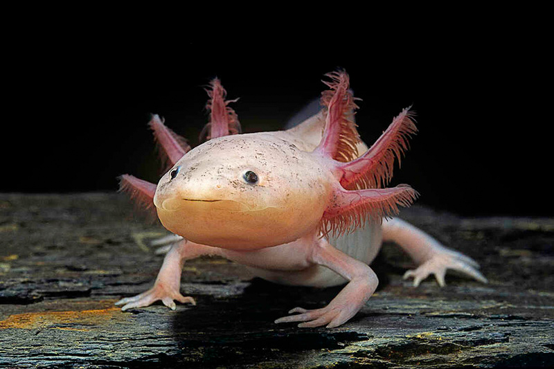 Ambystoma mexicanum