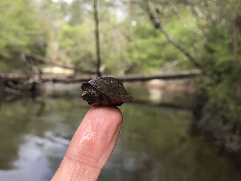 Tiny turtle on top of a finger