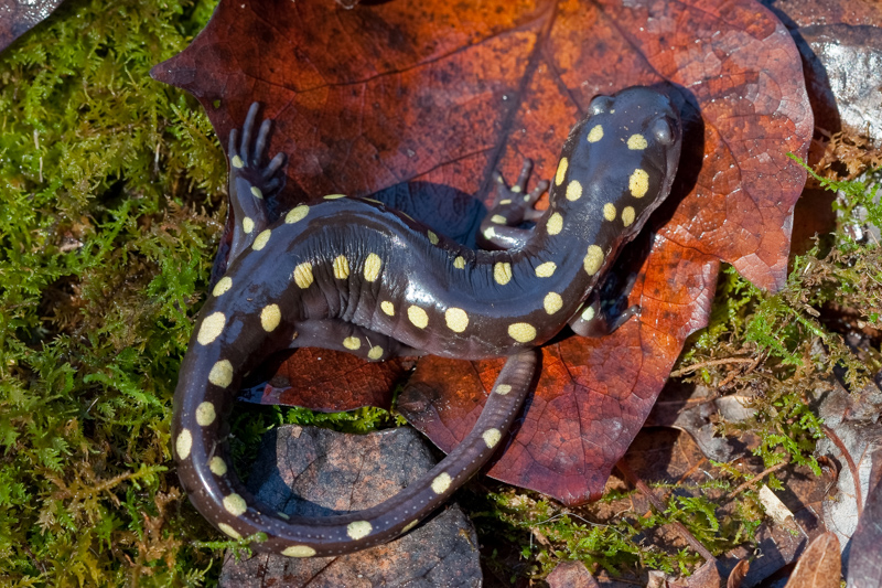 A yellow-spotted salamander is one of many salamander species native to the western half of North Carolina. Photo: Mike Dunn.