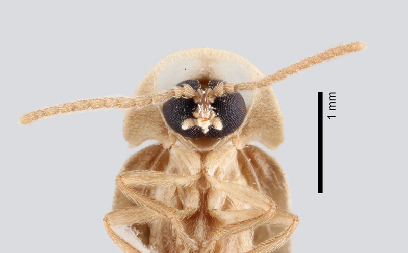 Piedmont Ghost Firefly, male, ventral view. Photo: Matt Bertone.