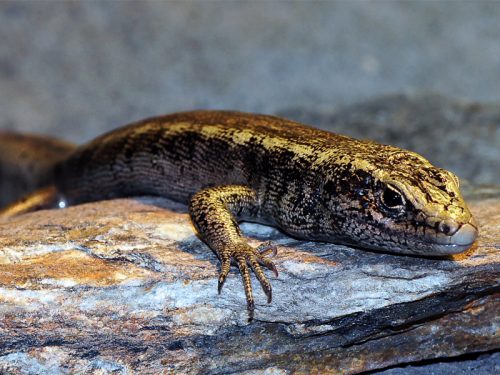 Comprehensive Study of World’s Reptiles: More Than One in Five Reptile Species are Threatened with Extinction, But Many Likely Benefit from Efforts to Save Other Animals