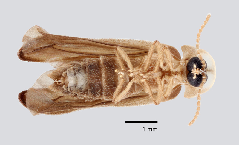 Piedmont Ghost Firefly, male, ventral view. Photo: Matt Bertone.