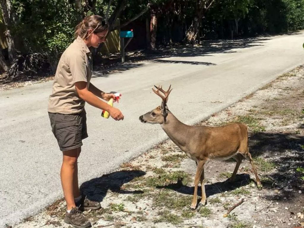 A Florida Keys National Wildlife Refuge biologist feeds a Key Deer food laced with an anti-parasitic drug that combats flesh-eating screw worms, before marking it with non-toxic paint to indicate it's been dosed. Photo: Chris Eggleston/FWS.
