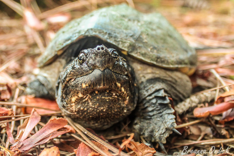 Common Snapping Turtle. Photo: Brianna Ondich.