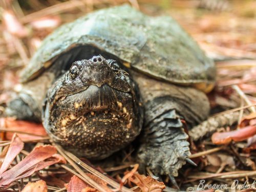 The Common Snapping Turtle — An Underappreciated Mud Monster
