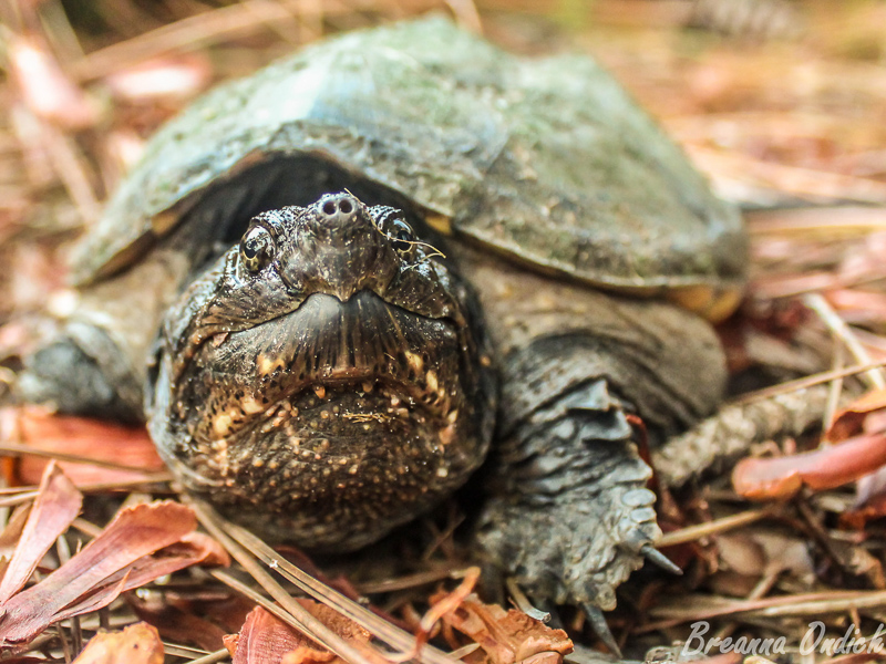 Common Snapping Turtle. Photo: Brianna Ondich.