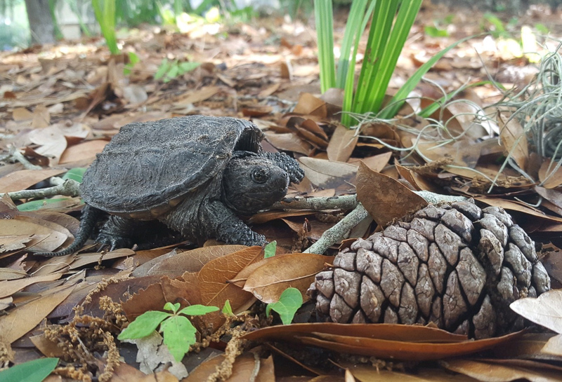 Hatchlings are most vulnerable to predation Photo: Brianna Ondich.