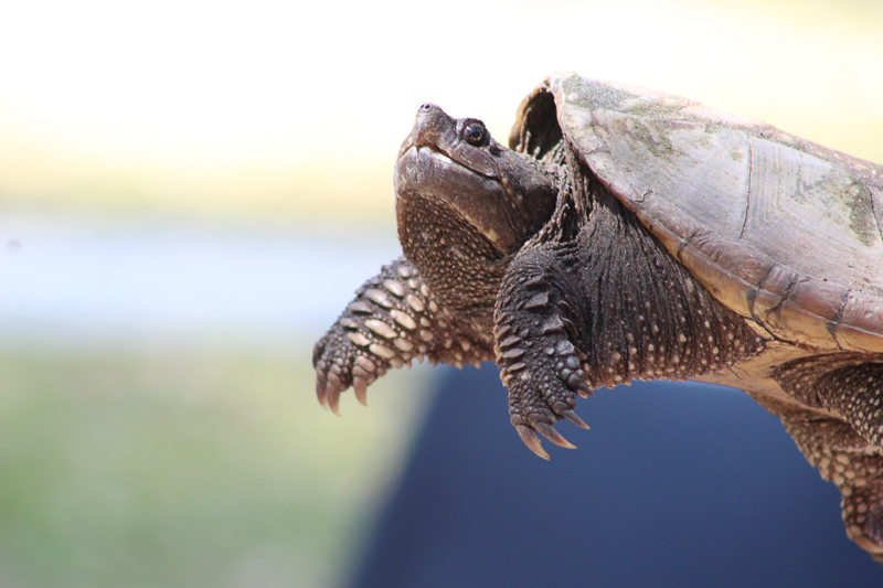 Snapping turtles should only be handled by professionals. Photo: Brianna Ondich.