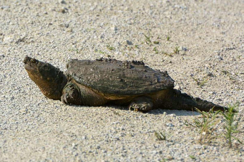 Snapping turtle on the edge of a road. Photo: Lance Paden.