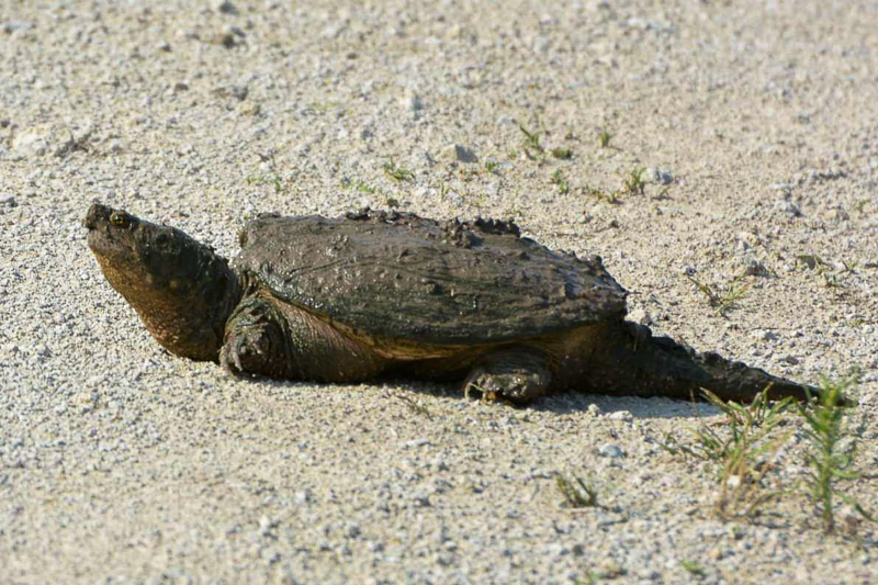 Meet Texas's Strangest Turtle