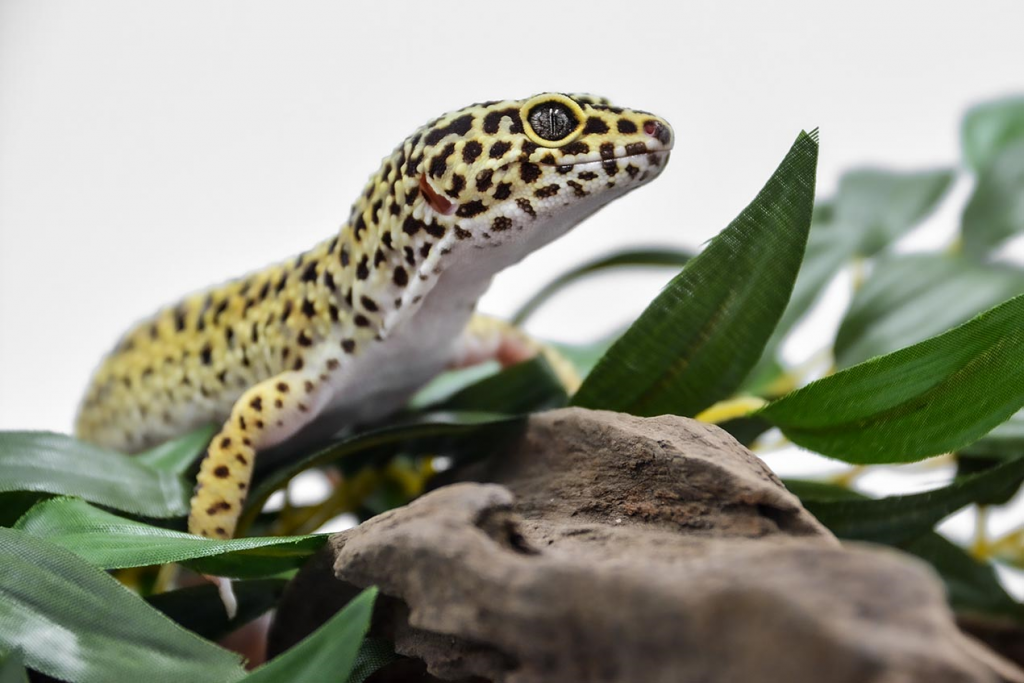 Yellow and black-spotted leopard gecko on driftwood and leaves.