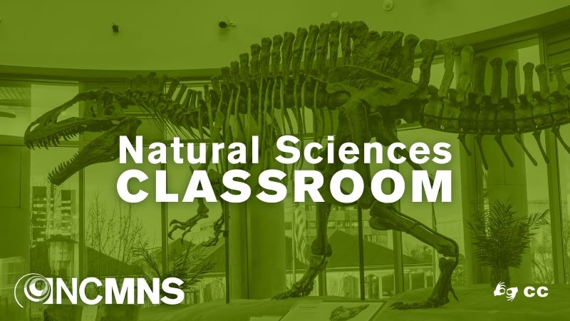 Natural Sciences Classroom green dino