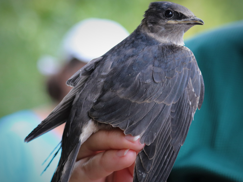 Juvenile Purple Martin. Photo: Anna Slayton