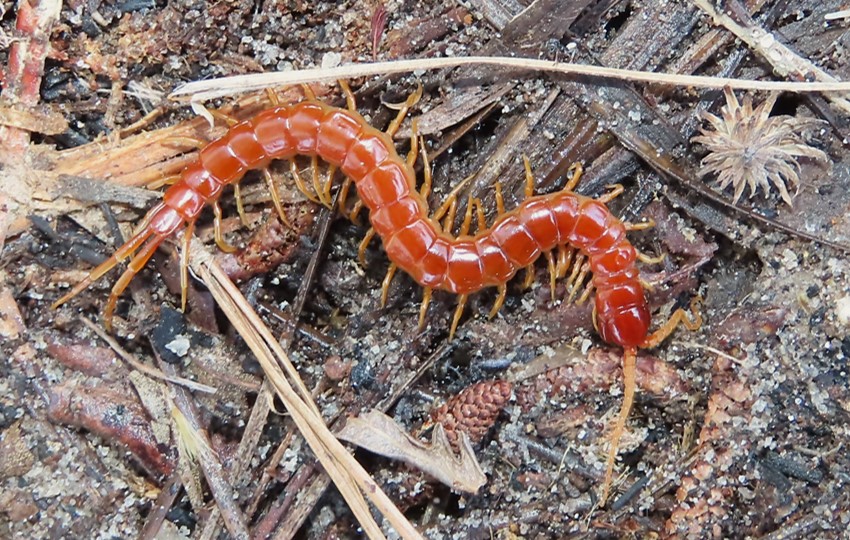 Orange centipede in mulch. Scolopocryptops sexspinosus-JCB