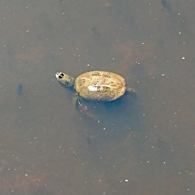 common snapping turtle in water