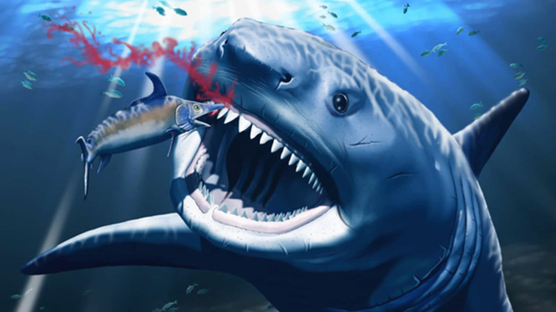 A hunt gone wrong! Artistic reconstruction Otodus megalodon feeding upon an ancient swordfish ~11 - 3.7 million years ago. A puncture injury to the tooth gum such as this may have caused gemination of the developing tooth buds. Image: Jorge Gonzalez