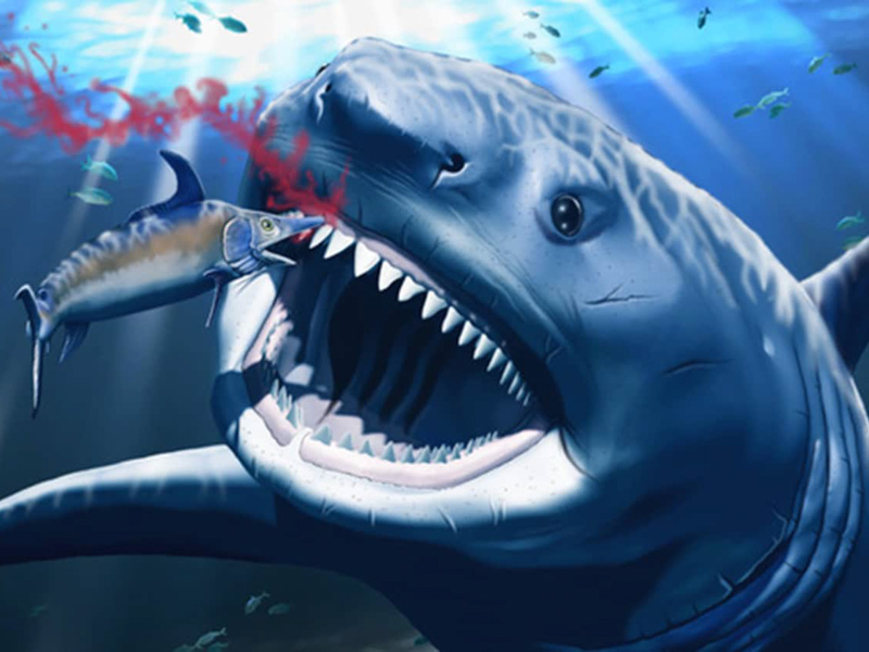 A hunt gone wrong! Artistic reconstruction Otodus megalodon feeding upon an ancient swordfish ~11 - 3.7 million years ago. A puncture injury to the tooth gum such as this may have caused gemination of the developing tooth buds. Image: Jorge Gonzalez