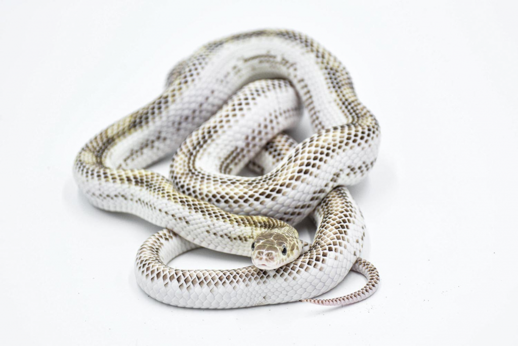 White snake with tan speckles