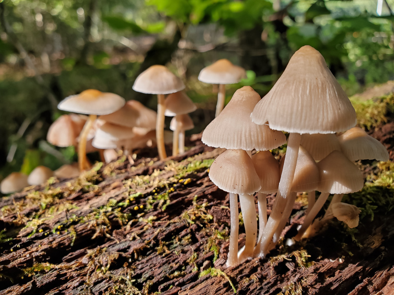 Group of fungi on a log