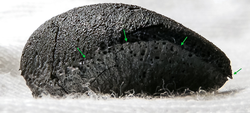 The green arrows point to a roll-over "lip" resulting from stable orientation as the meteorite fell to Earth. Photo: R. Smith/NCMNS.